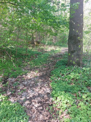 Obnova stezky pod břehem Palackého