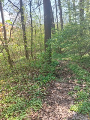 Obnova stezky pod břehem Palackého