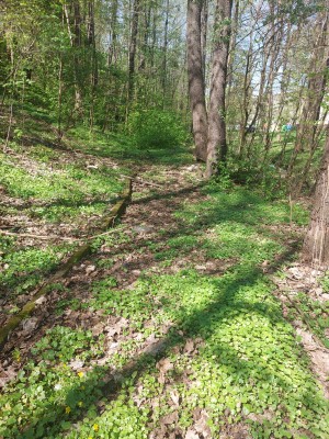 Obnova stezky pod břehem Palackého