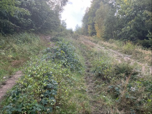 Odstranění náletů křovin a stromků ze sjezdovky z Javorového vrchu