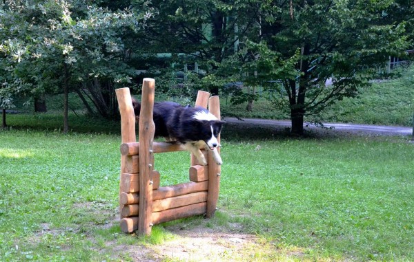 Agility hřiště pro psy