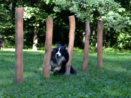 Agility hřiště pro psy