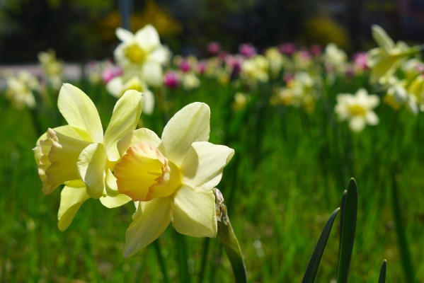 Přímé výsevy Třinec 2020