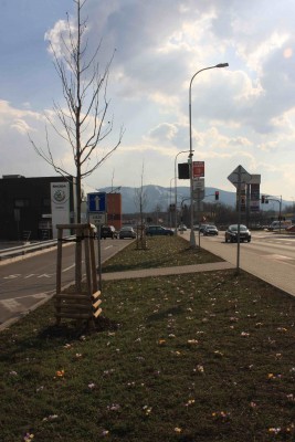 Revitalizace zeleně