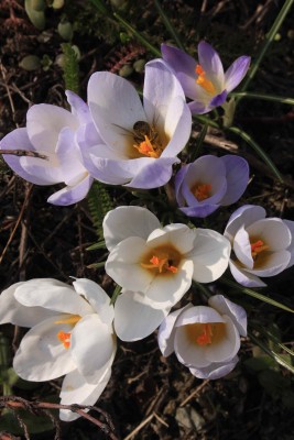 Revitalizace zeleně