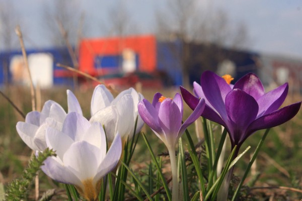 Revitalizace zeleně