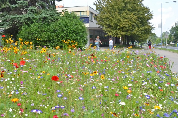 Přímé výsevy Třinec 2021