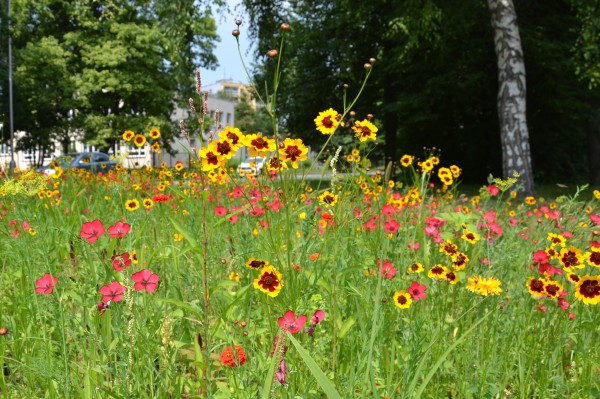 Přímé výsevy Třinec 2021