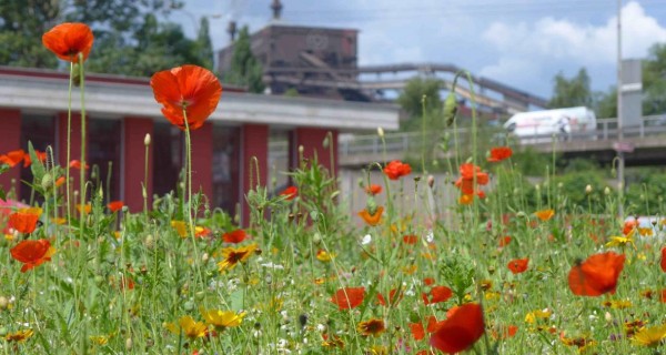 letničková směs Chrono u autobusového stanoviště