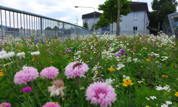 VIA Lyžbice, směs strakonická louka