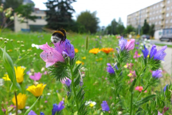 Přímé výsevy 2023